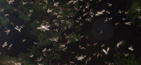 Termite Swarms – What are nuptial flights?