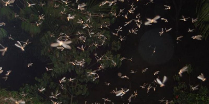 Termite Swarms – What are nuptial flights?