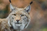 What Do Bobcats Eat? [Bobcat Diet List]