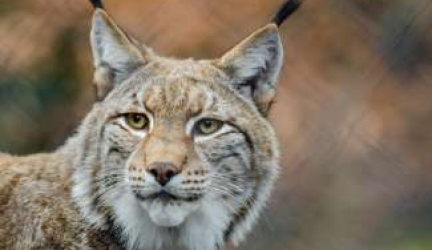 What Do Bobcats Eat? [Bobcat Diet List]
