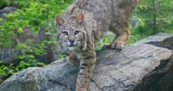 Where do Bobcats Sleep? (Day or Night)