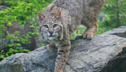 Where do Bobcats Sleep? (Day or Night)