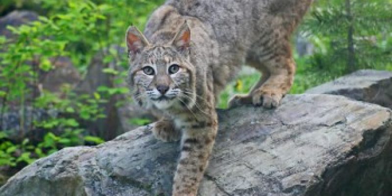 Where do Bobcats Sleep? (Day or Night)