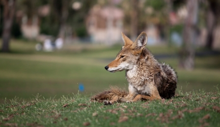 How to Keep Coyotes Away? [10 Tips That Work]