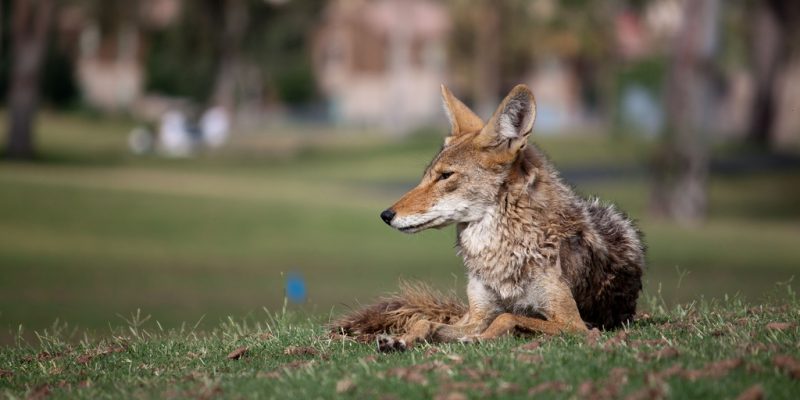 How to Keep Coyotes Away? [10 Tips That Work]