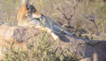 Where do Coyotes Sleep?