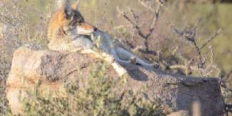 Where do Coyotes Sleep?