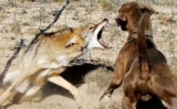 Will a Coyote Attack My Dog? | Coyote v Dog