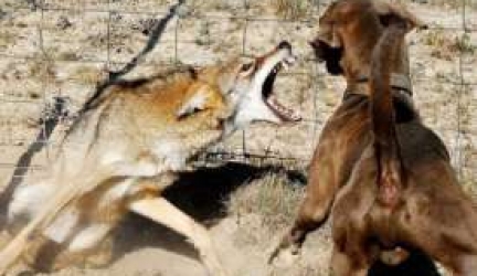Will a Coyote Attack My Dog? | Coyote v Dog