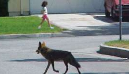 What are Coyotes Afraid of?