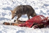 What Do Coyotes Eat? List of Food Types