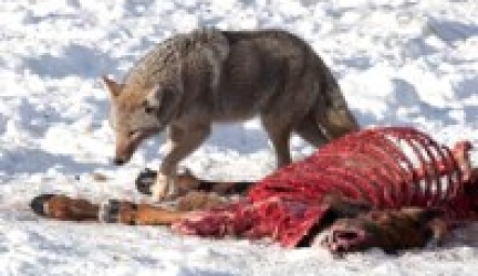What Do Coyotes Eat? List of Food Types