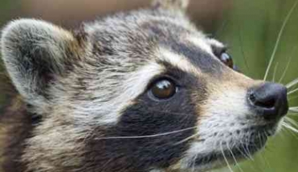 Can Raccoons Be Pets?