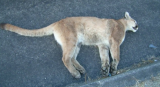 What is the Bobcats main predator?