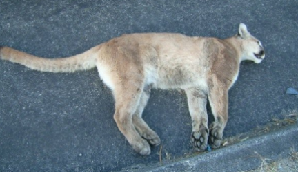 What is the Bobcats main predator?