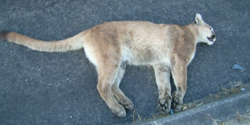 What is the Bobcats main predator?