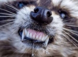 What Diseases do Raccoons Carry?