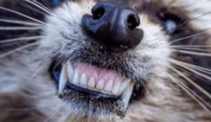 What Diseases do Raccoons Carry?