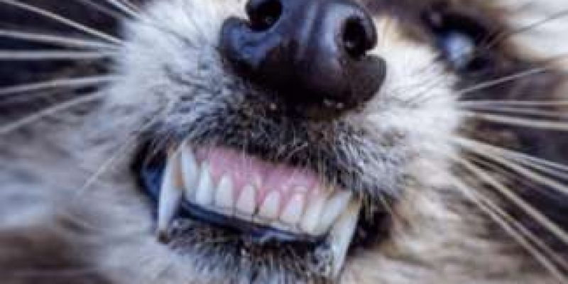 What Diseases do Raccoons Carry?