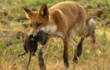Foxes: Everything You Need to Know About the Fox