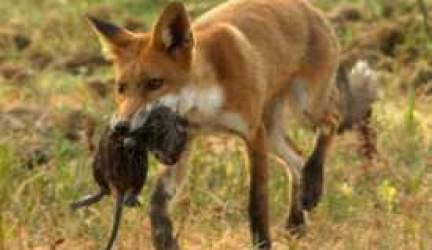 Foxes: Everything You Need to Know About the Fox