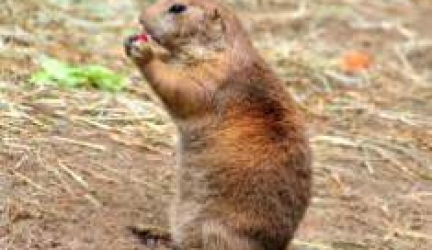 What do Gophers Look Like?