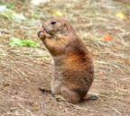What do Gophers Look Like?