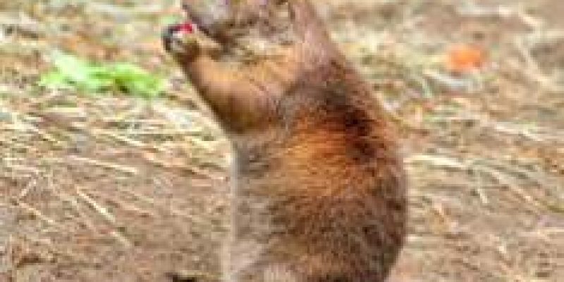 What do Gophers Look Like?