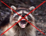 How to Get Rid of Raccoons Humanely/Naturally