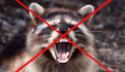 How to Get Rid of Raccoons Humanely/Naturally