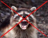 How to Get Rid of Raccoons Humanely/Naturally