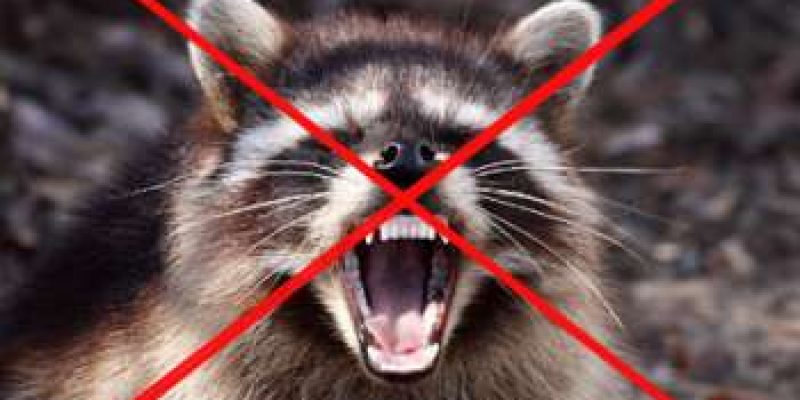 How to Get Rid of Raccoons Humanely/Naturally