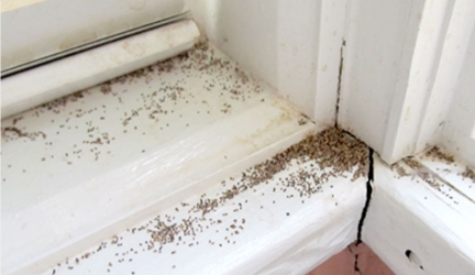 Termite Frass (Pellets) – What does it look like?