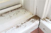Termite Frass (Pellets) – What does it look like?