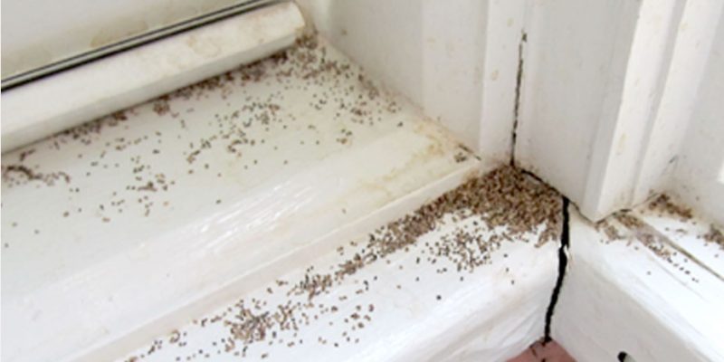 Termite Frass (Pellets) – What does it look like?