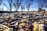 Does mulch attract termites? – Treating termites in mulch