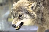 Are Coyotes Dangerous?