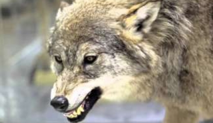 Are Coyotes Dangerous?