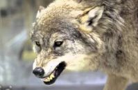 Are Coyotes Dangerous?