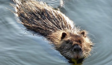 Muskrats: Everything You Need to Know About The Muskrat