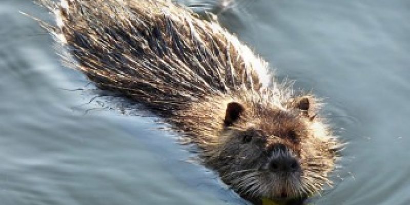 Muskrats Helpful Information About The Muskrat