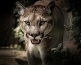 How To Prevent A Mountain Lion Attack – [Prevention Tips]