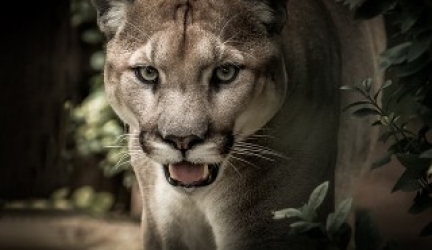 How To Prevent A Mountain Lion Attack – [Prevention Tips]