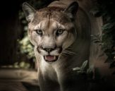 How To Prevent A Mountain Lion Attack – [Prevention Tips]