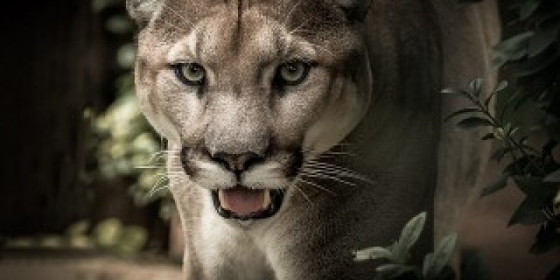 How To Prevent A Mountain Lion Attack – [Prevention Tips]