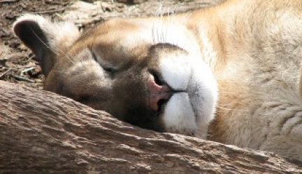 Mountain Lions Sleep Pattern – Are They Nocturnal?