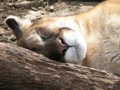 Mountain Lions: Everything You Need to Know About the Mountain Lion