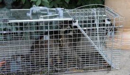 Tips to Help Trappers Catch Raccoons