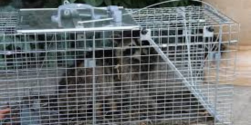 Tips to Help Trappers Catch Raccoons