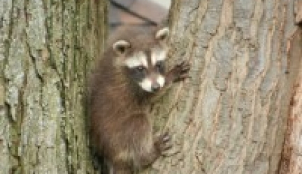 How To Stop Raccoons Climbing? [Full Help Guide]